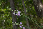 Roughleaf blazing star <BR>Tall blazing star